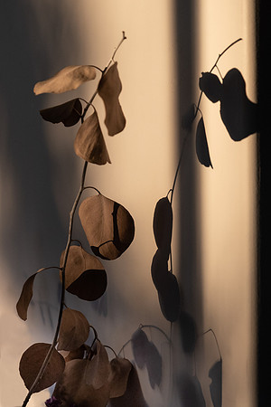 leaves late afternoon_PAG 6476-